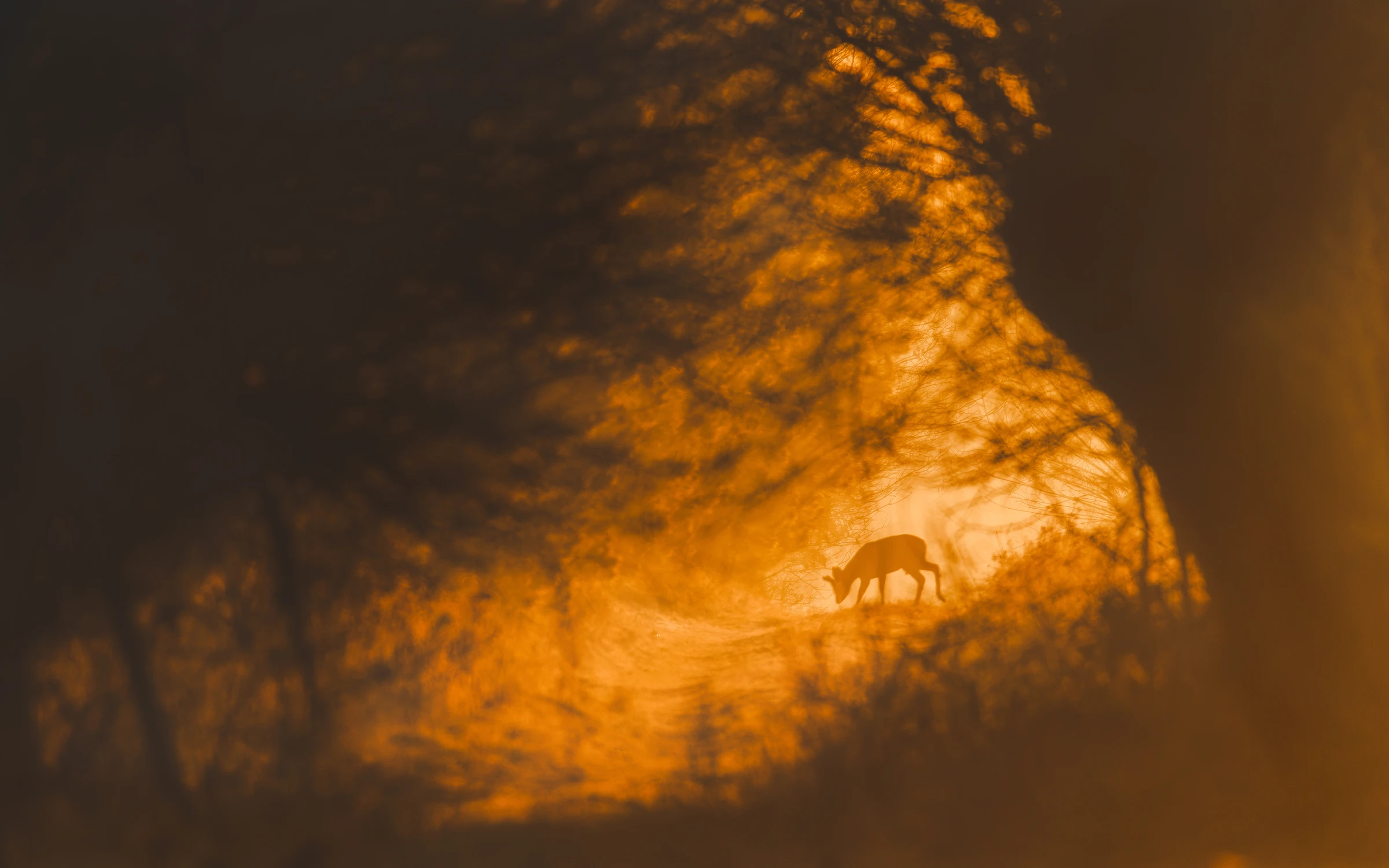 A mówią - nie idź w stronę światła 