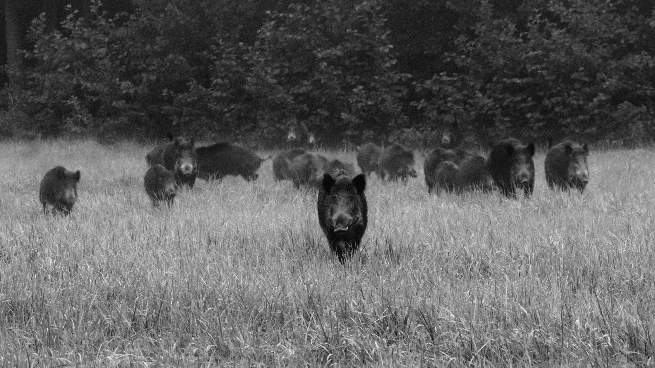 Nie ma co się zastanawiać, trzeba s ....