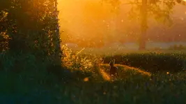 Śnieg ? Wiosną ?