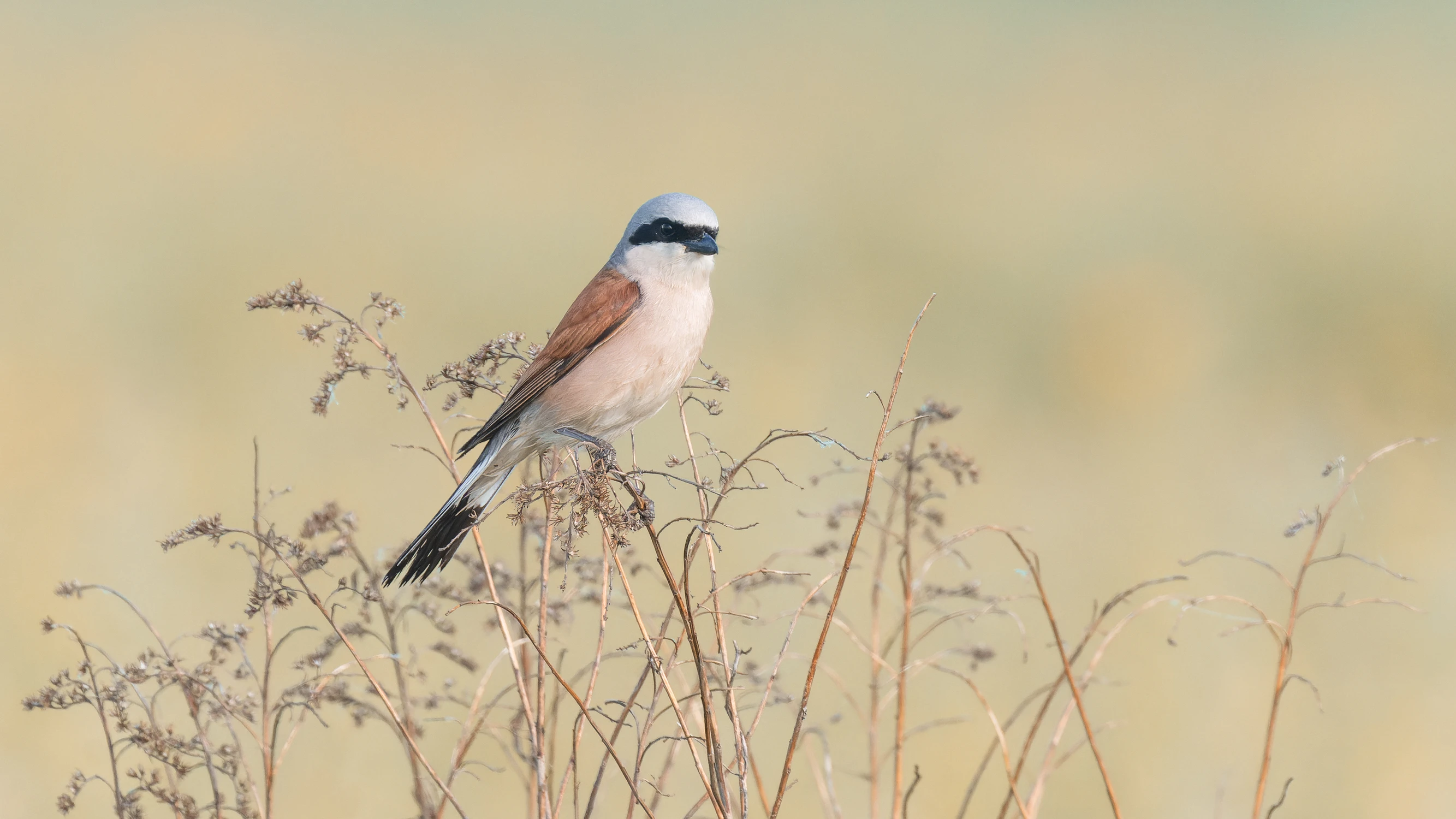 Jaki badyl taki Zorro