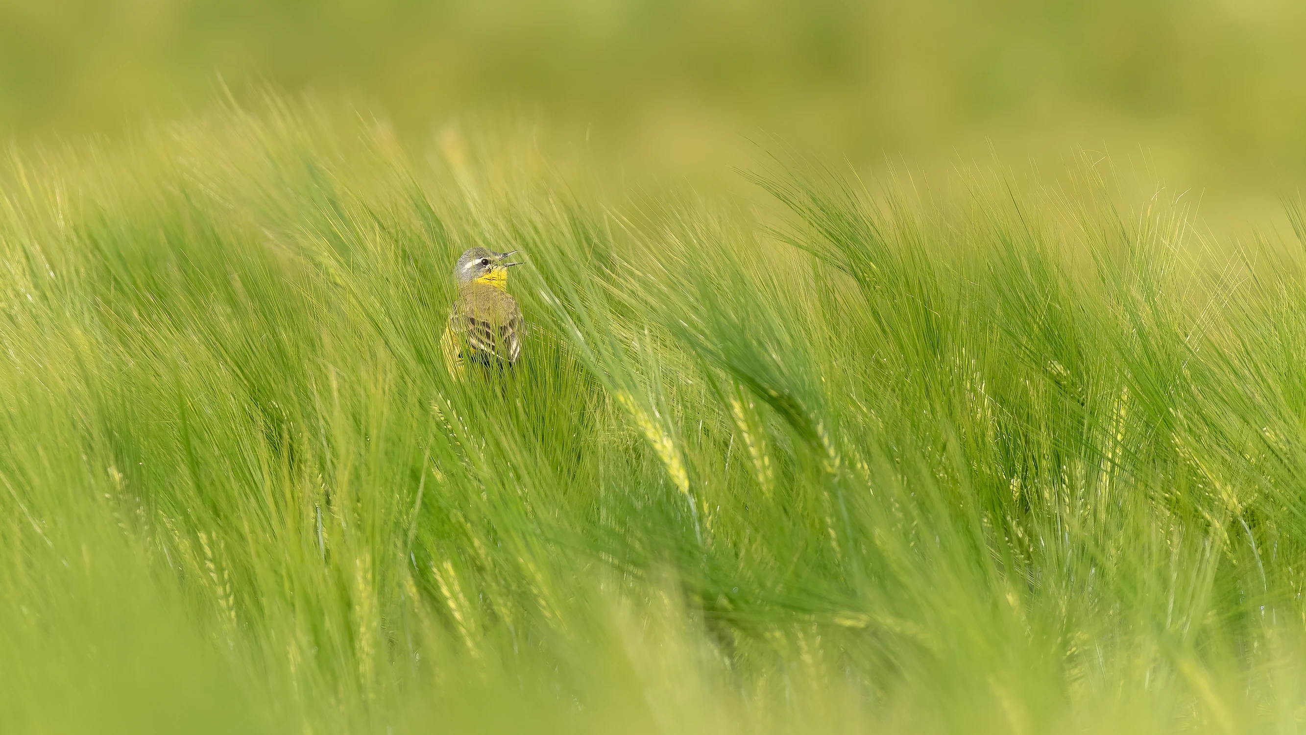 Zółte na zielonym 