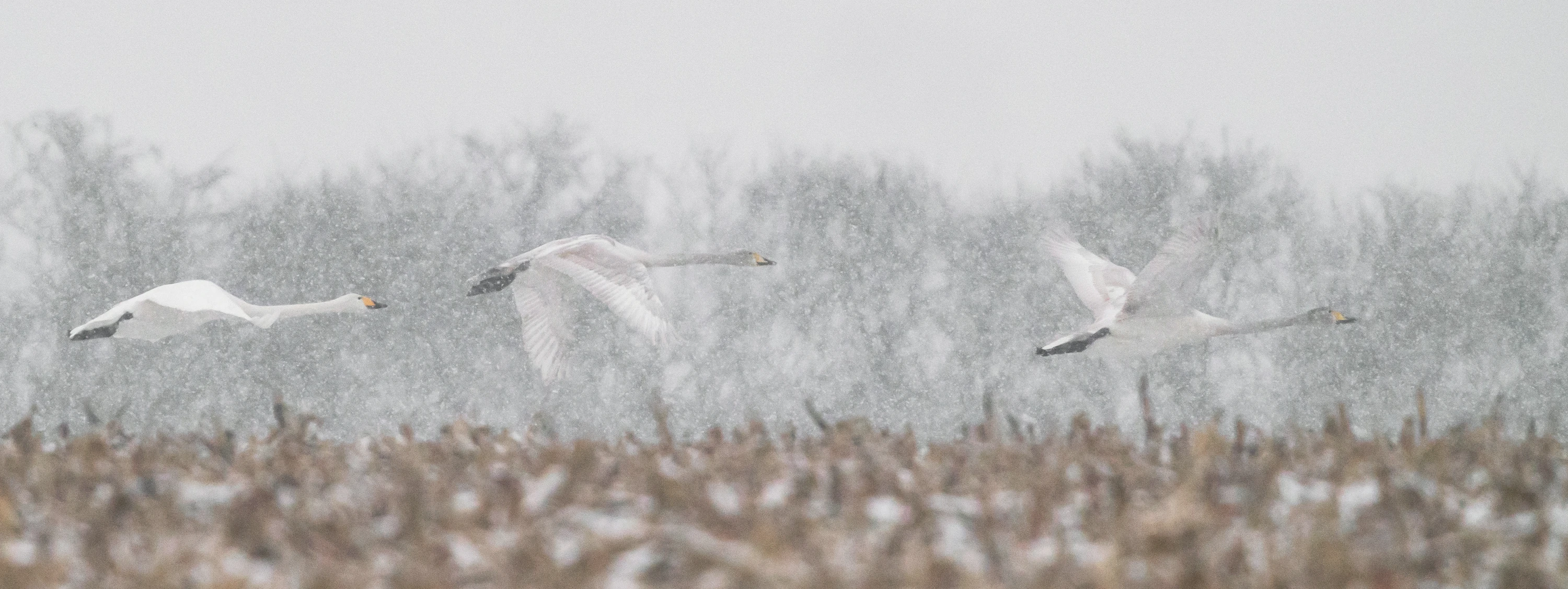 Śnieg nie śnieg, latać trzeba