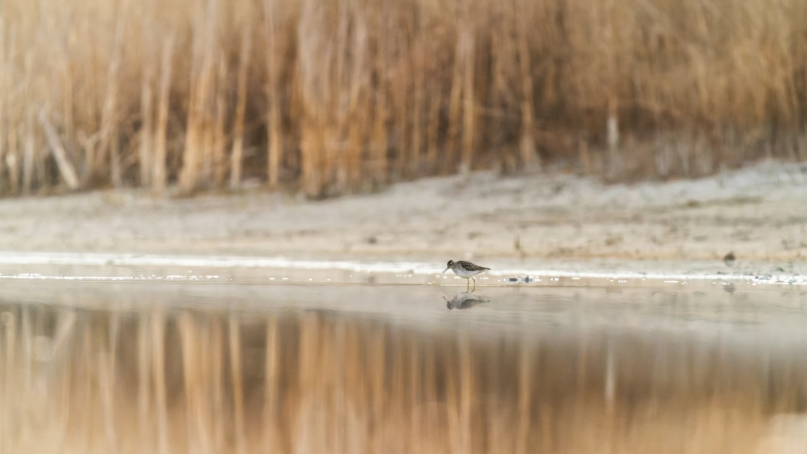 MInimal z kropelką