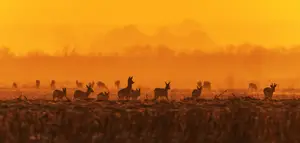 Rząd piewrszy, rząd drugi 