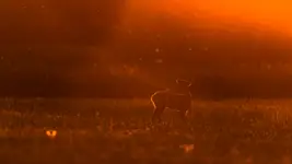 Poza nr 7 z łodygą 