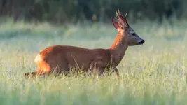 Słońcem  po zadzie 