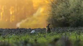 Przysiadł zając przy kamieniu 