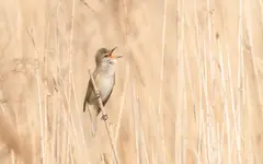 Śpiewać każdy może ...