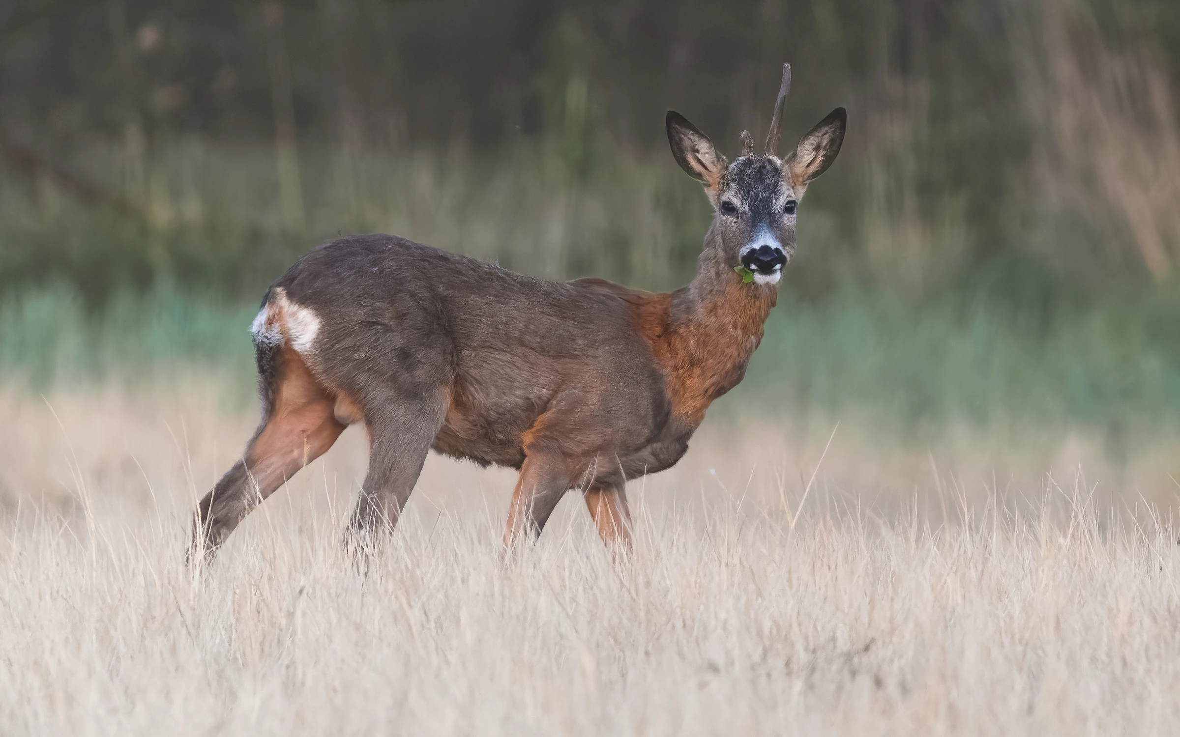 Kozioł wieczorową porą