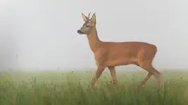 Poza klasyczna w lekkiej mgle