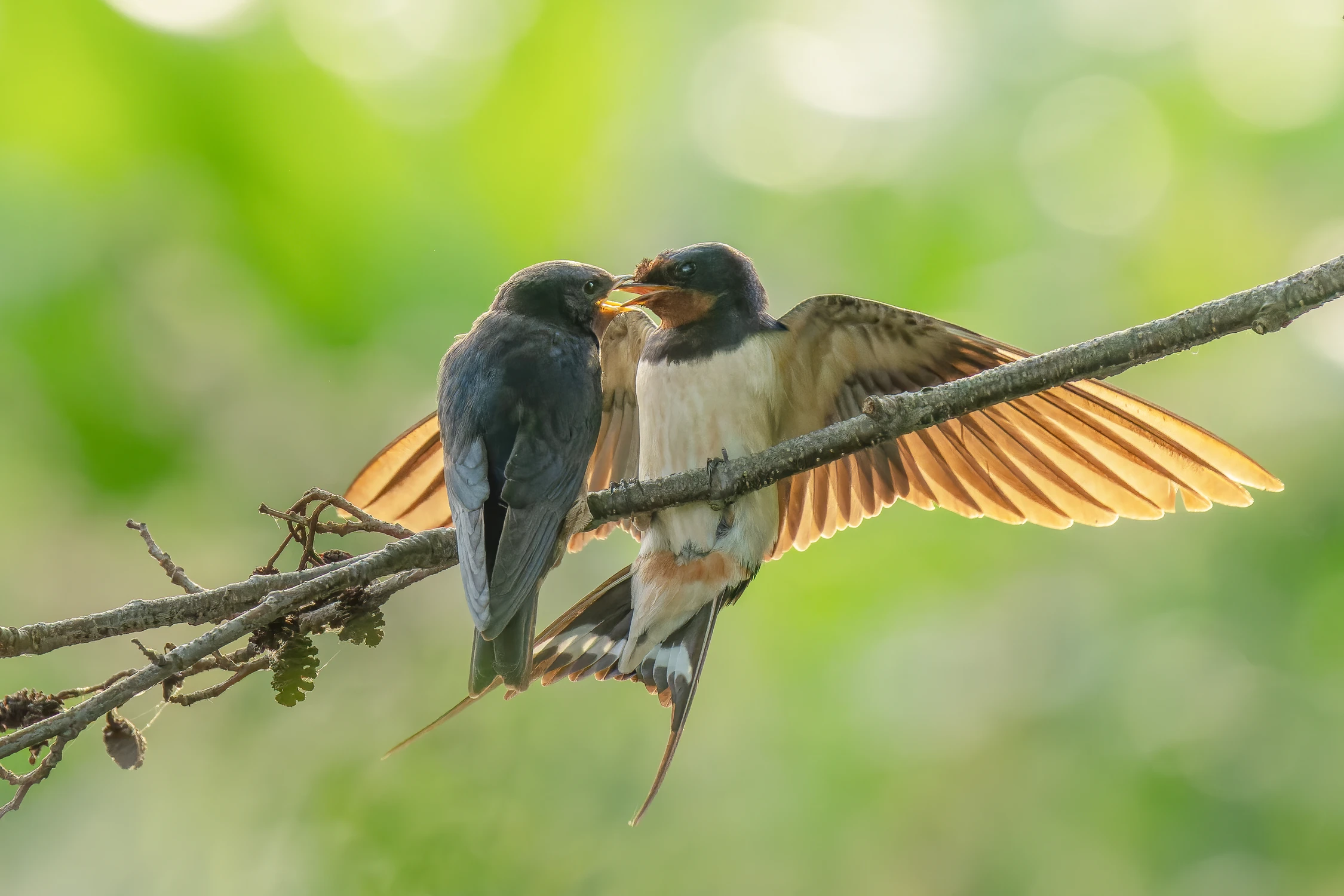 Młodziak na gałęzi 2