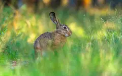 Vidíme tu zajíce v lese