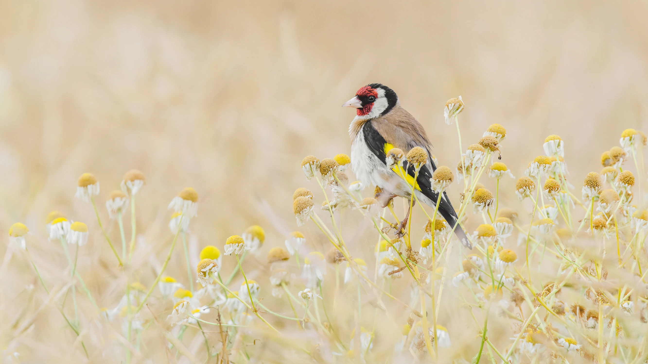 Szczygieł w rumianku