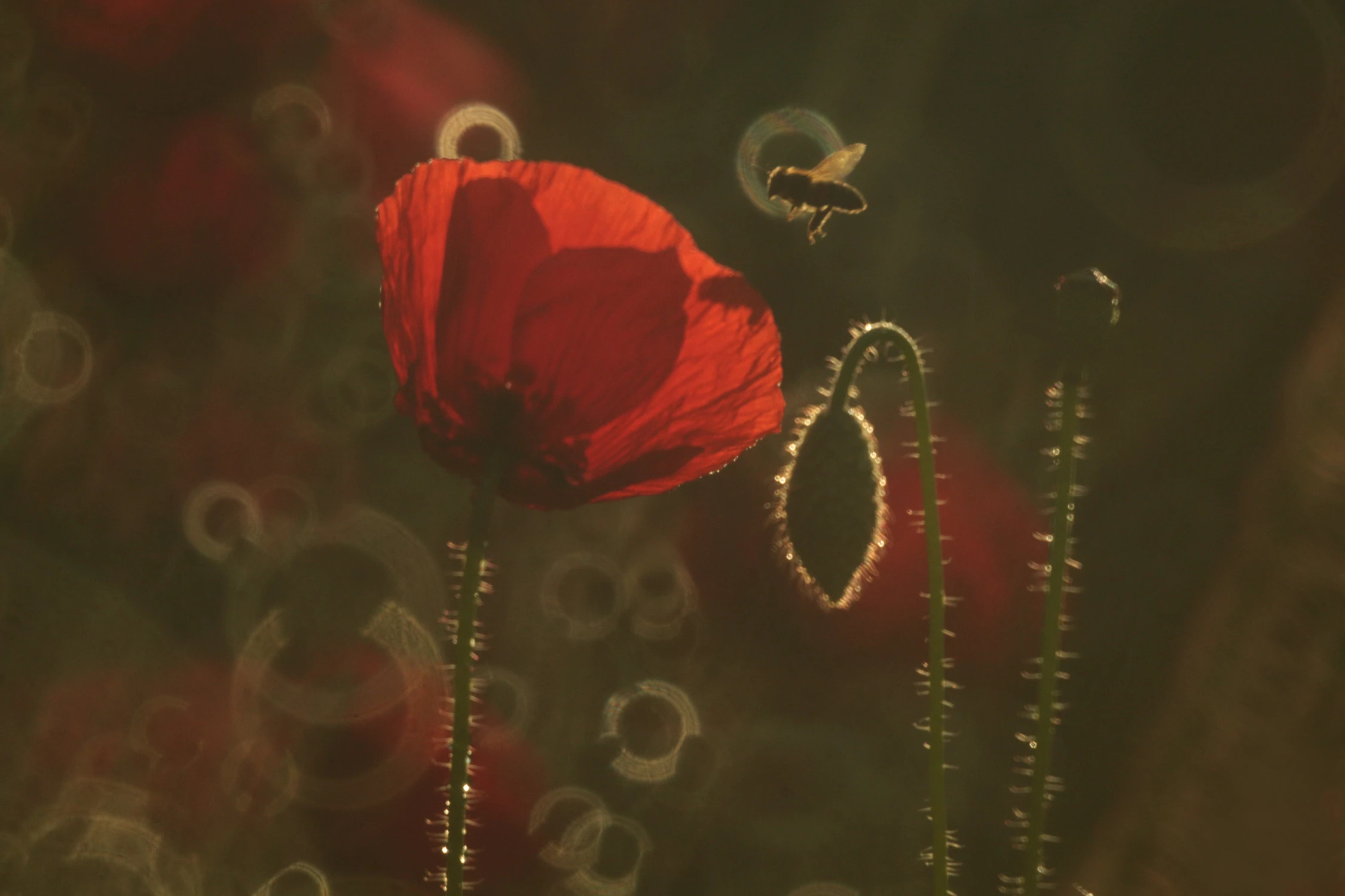 The Power of love Is Here Now