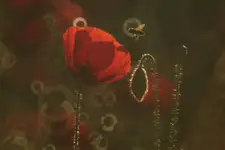 The Power of love Is Here Now