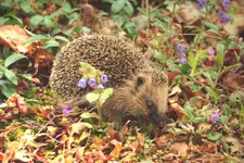 Jeż w miodunce