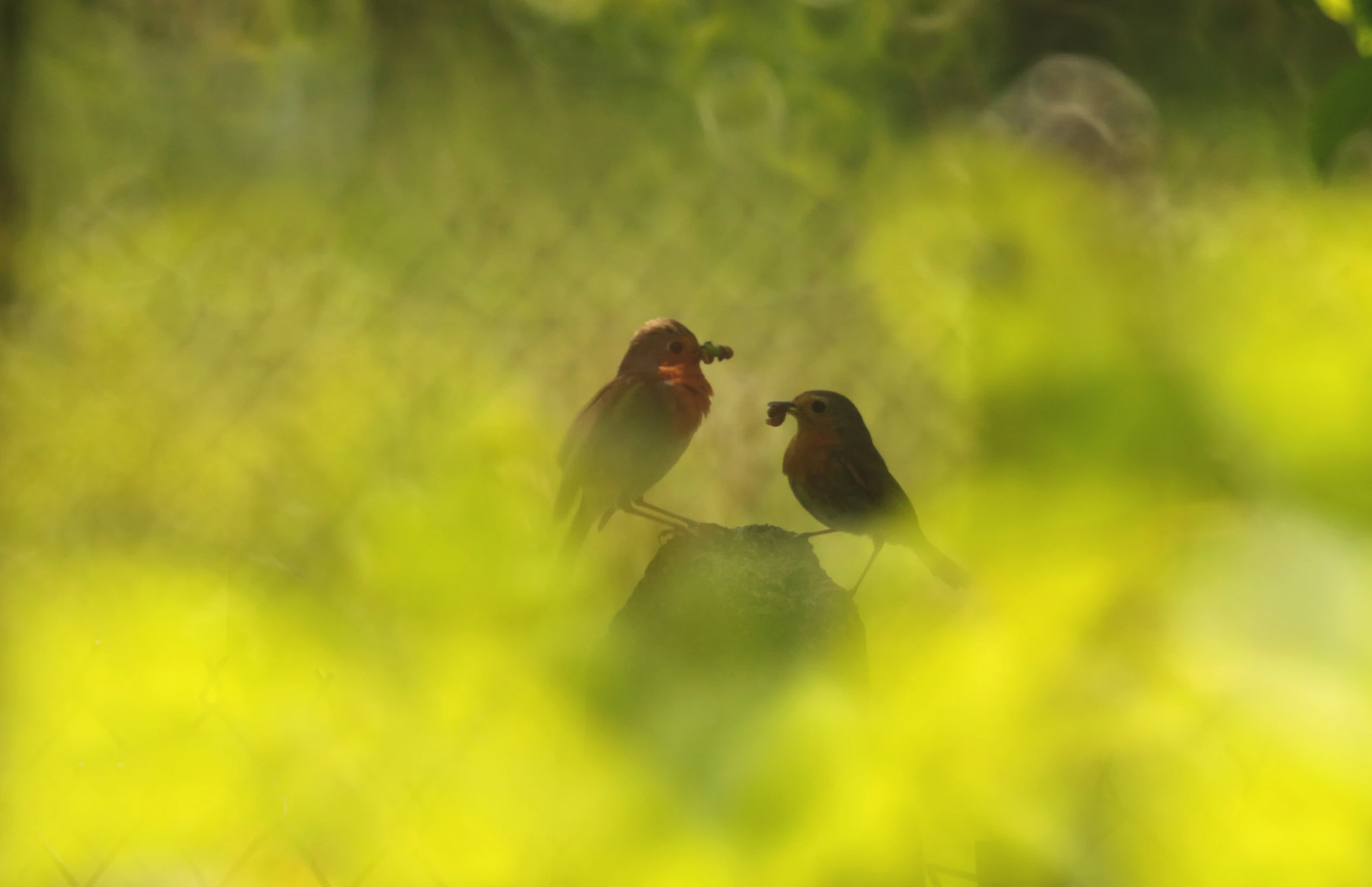 Czasem w ciszy słyszę jak śpiewasz...