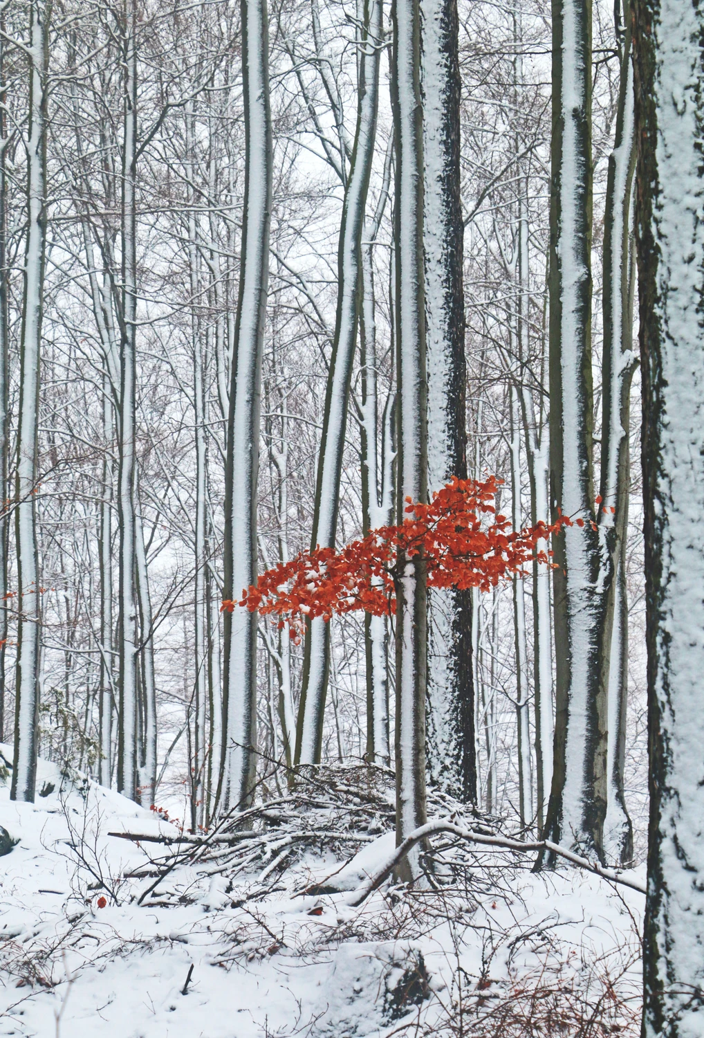 Tosonguyn Oroygoor Toosrood...