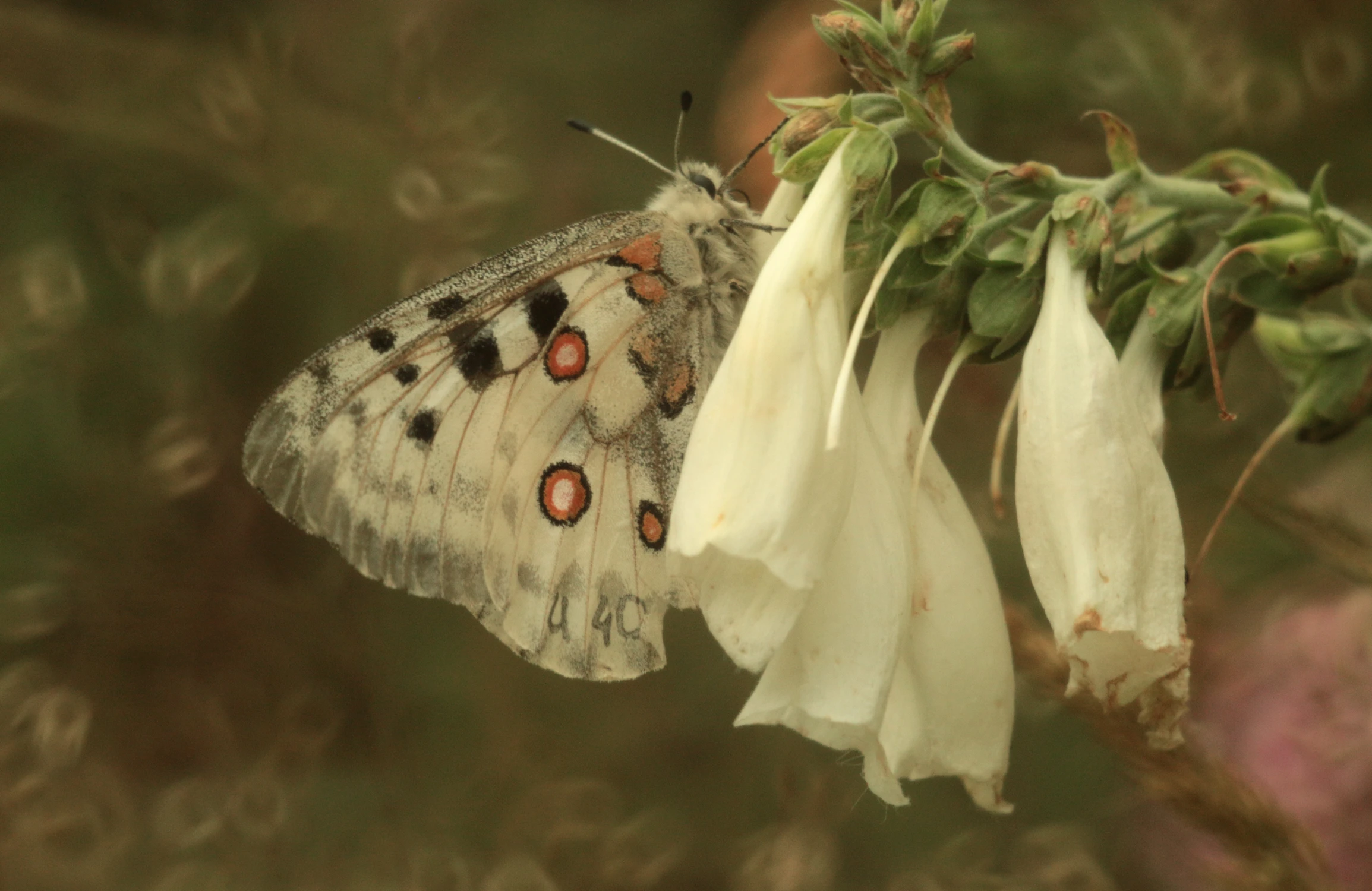 Niepylak Apollo