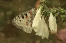 Niepylak Apollo