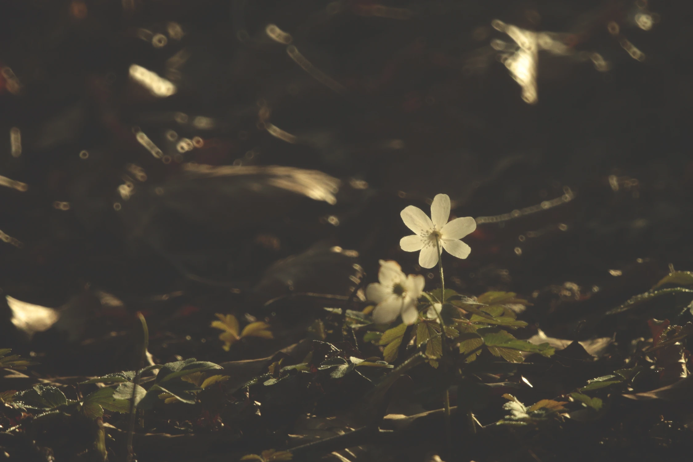 Zbieram dowody istnienia...