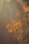 Rudbekia