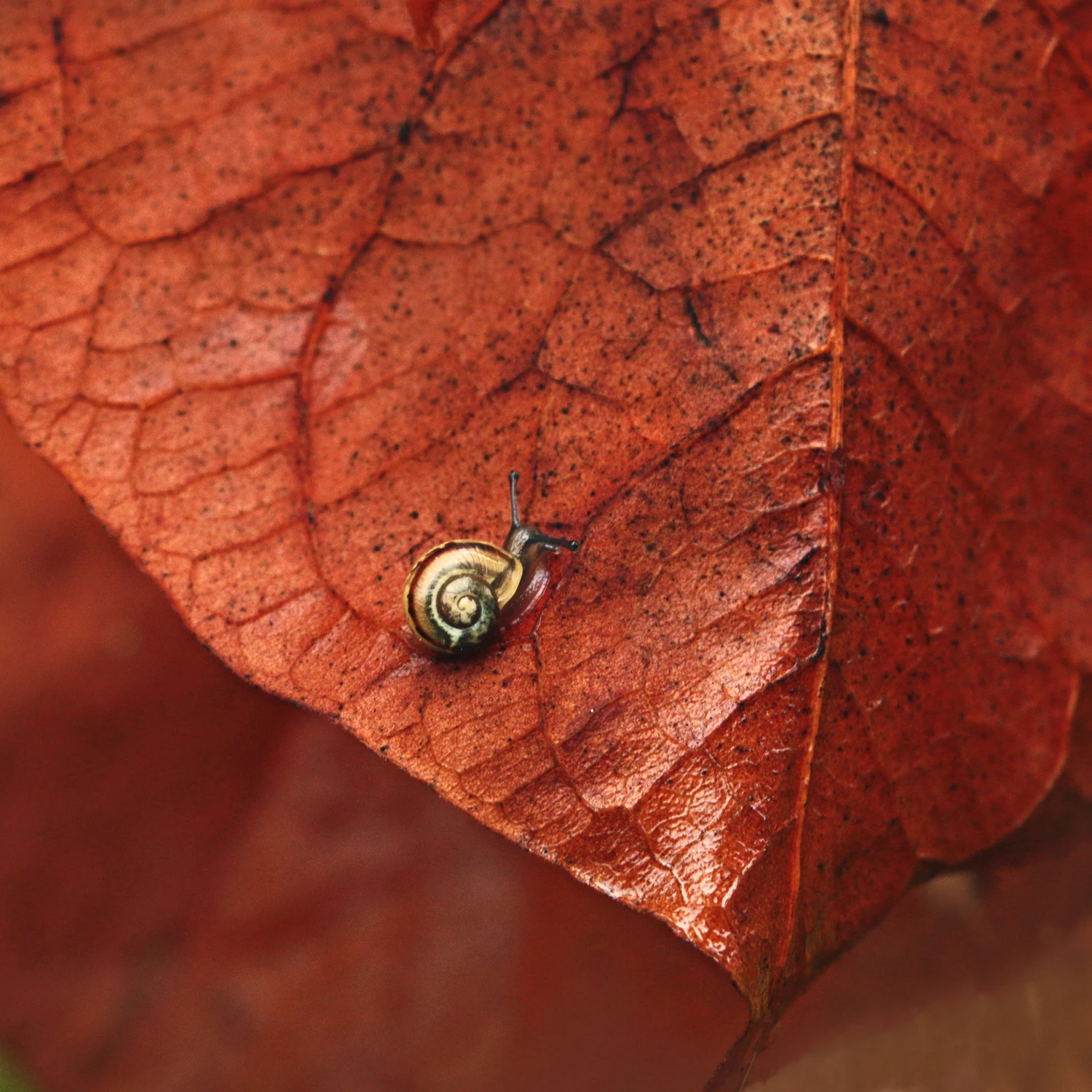 Kołysanka pod spękanym niebem ...