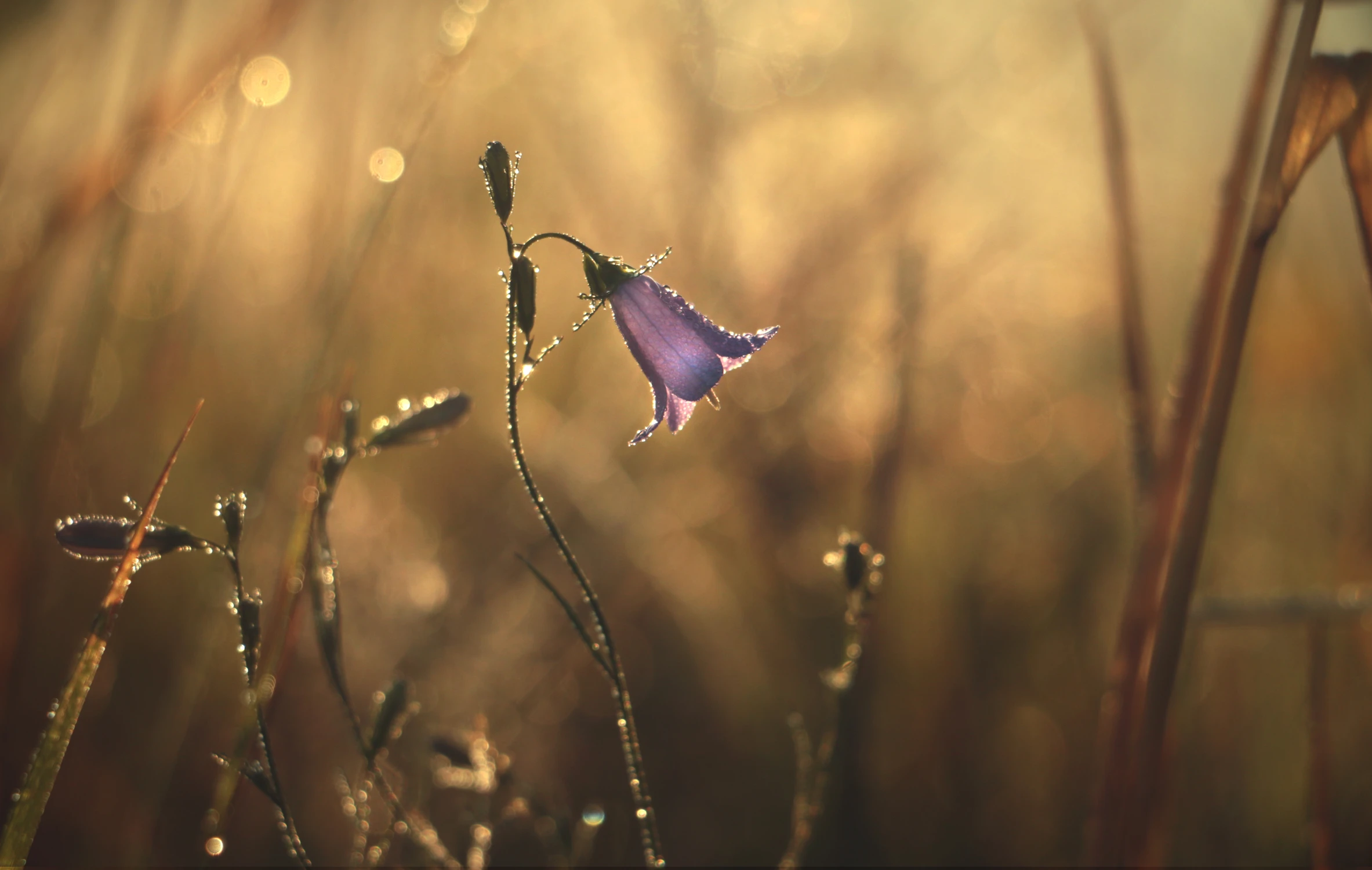 diamenty ma u swoich stóp