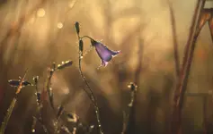 diamenty ma u swoich stóp