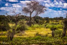 Spotkanie przy drzewie