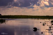 ku wieczorowi nad Okawango
