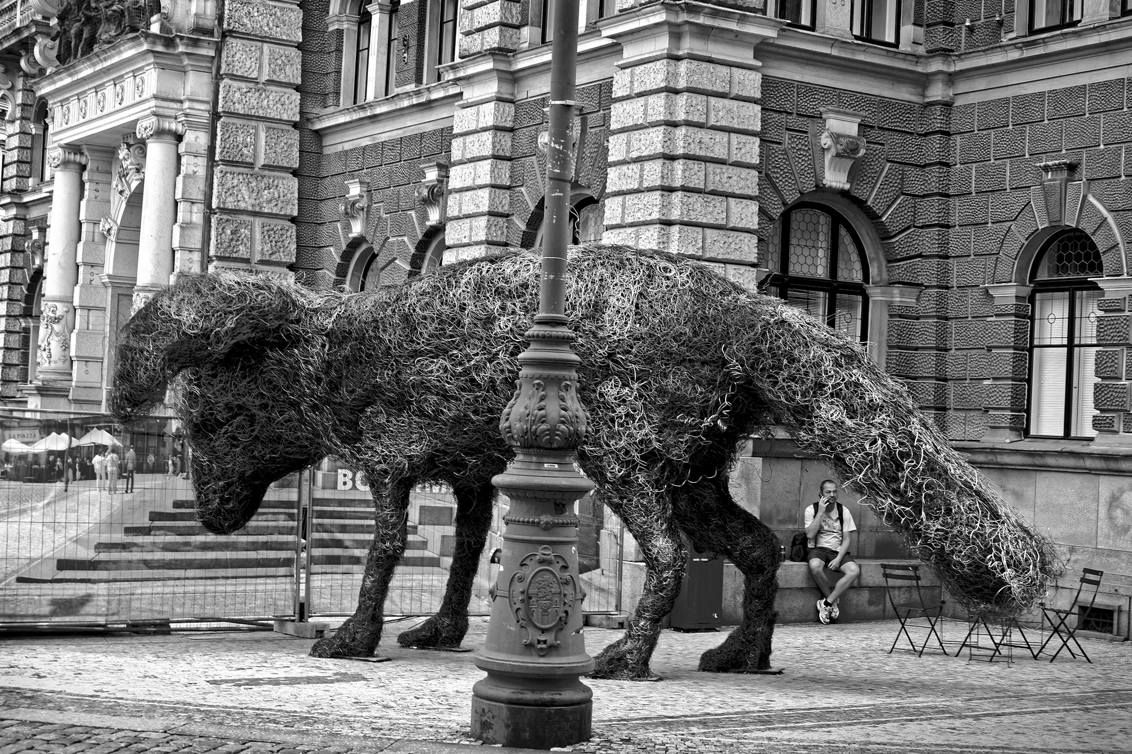 Halo... widzę duże zwierzę...