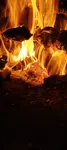 Co w ognisku piszczy 