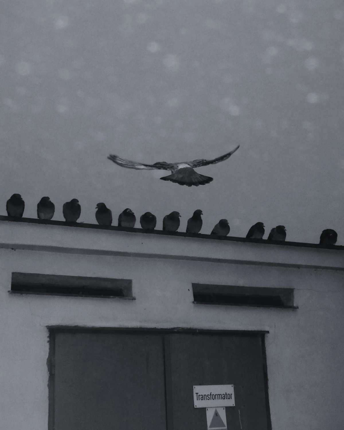 nowosolskie gołebie