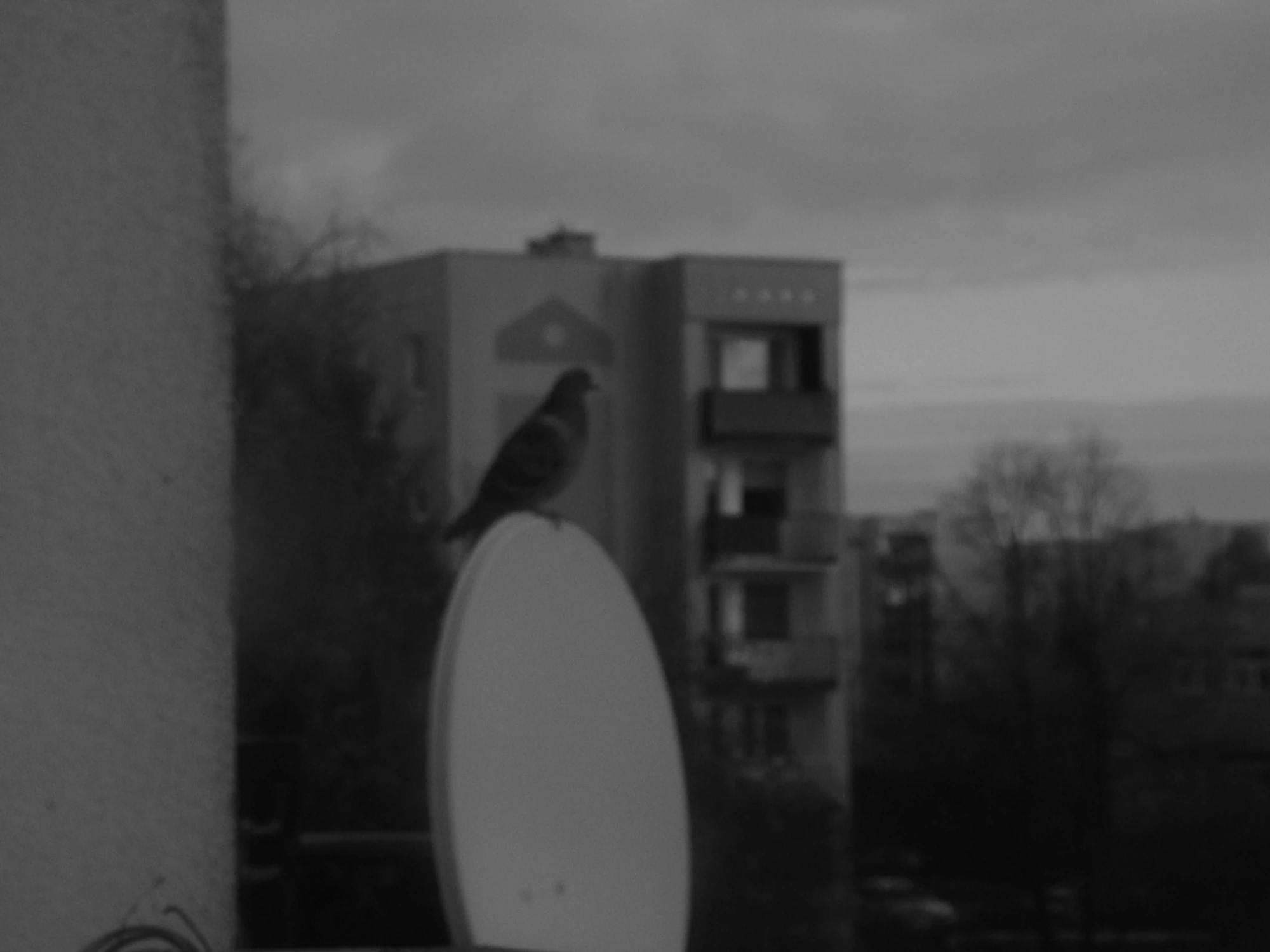 telewizyjny gołab5853