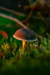 Uncle Fungus