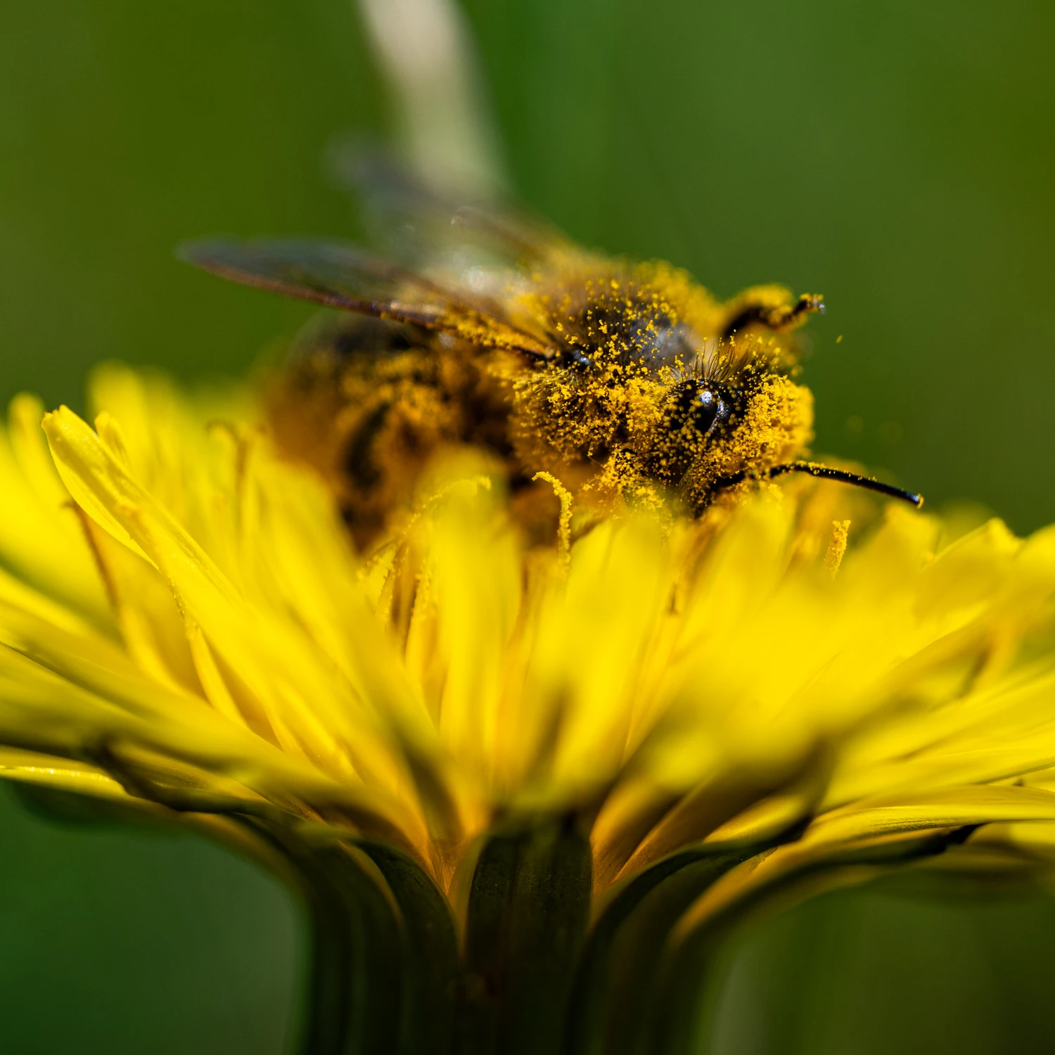 pszczoła na robocie