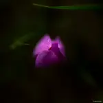 Zimowit jesienny (Colchicum autumnale)