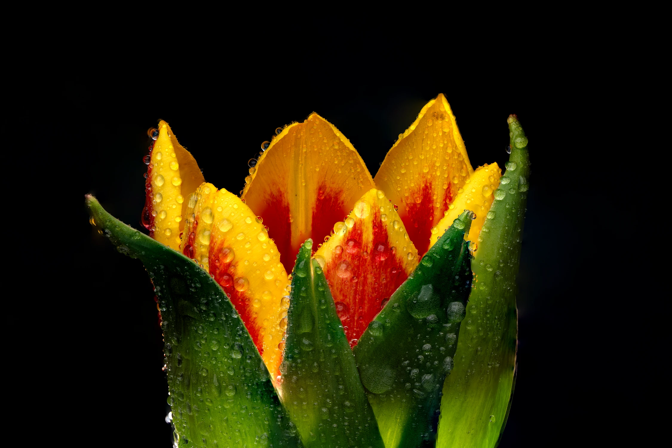 tulipan