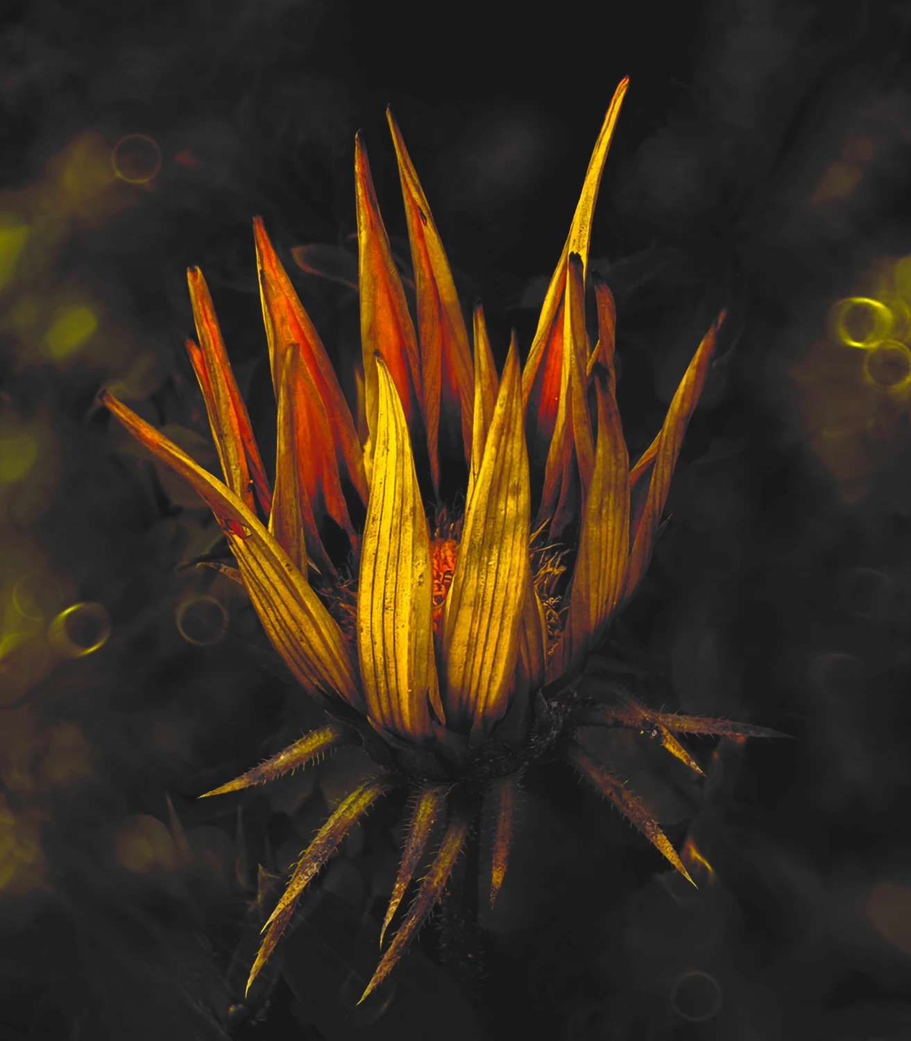 Gazania