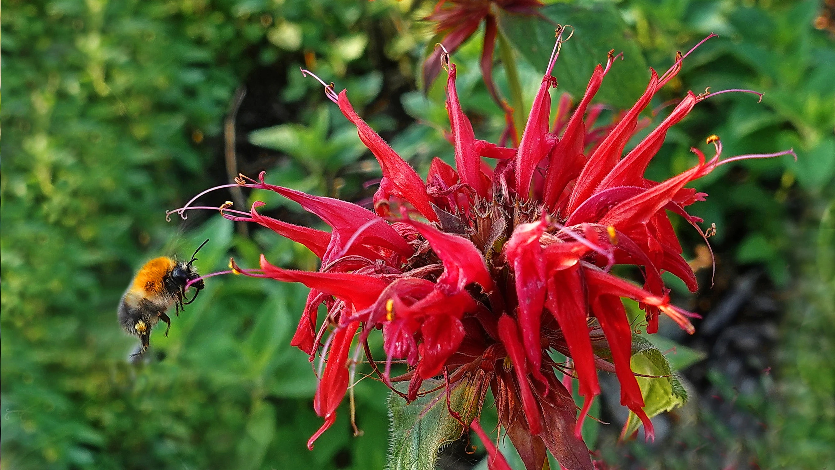 Pysznogłówka szkarłatna