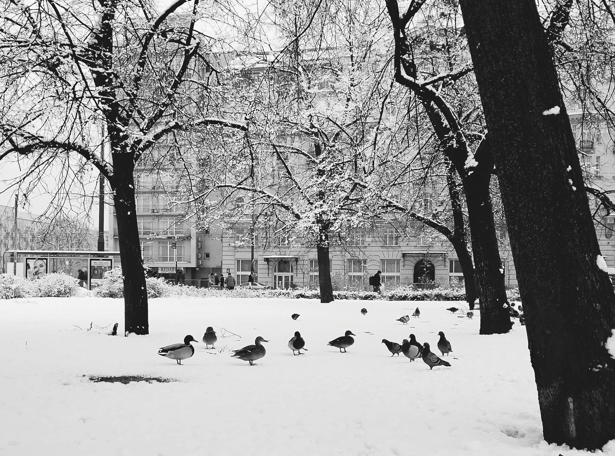 Kacza się przemieszcza