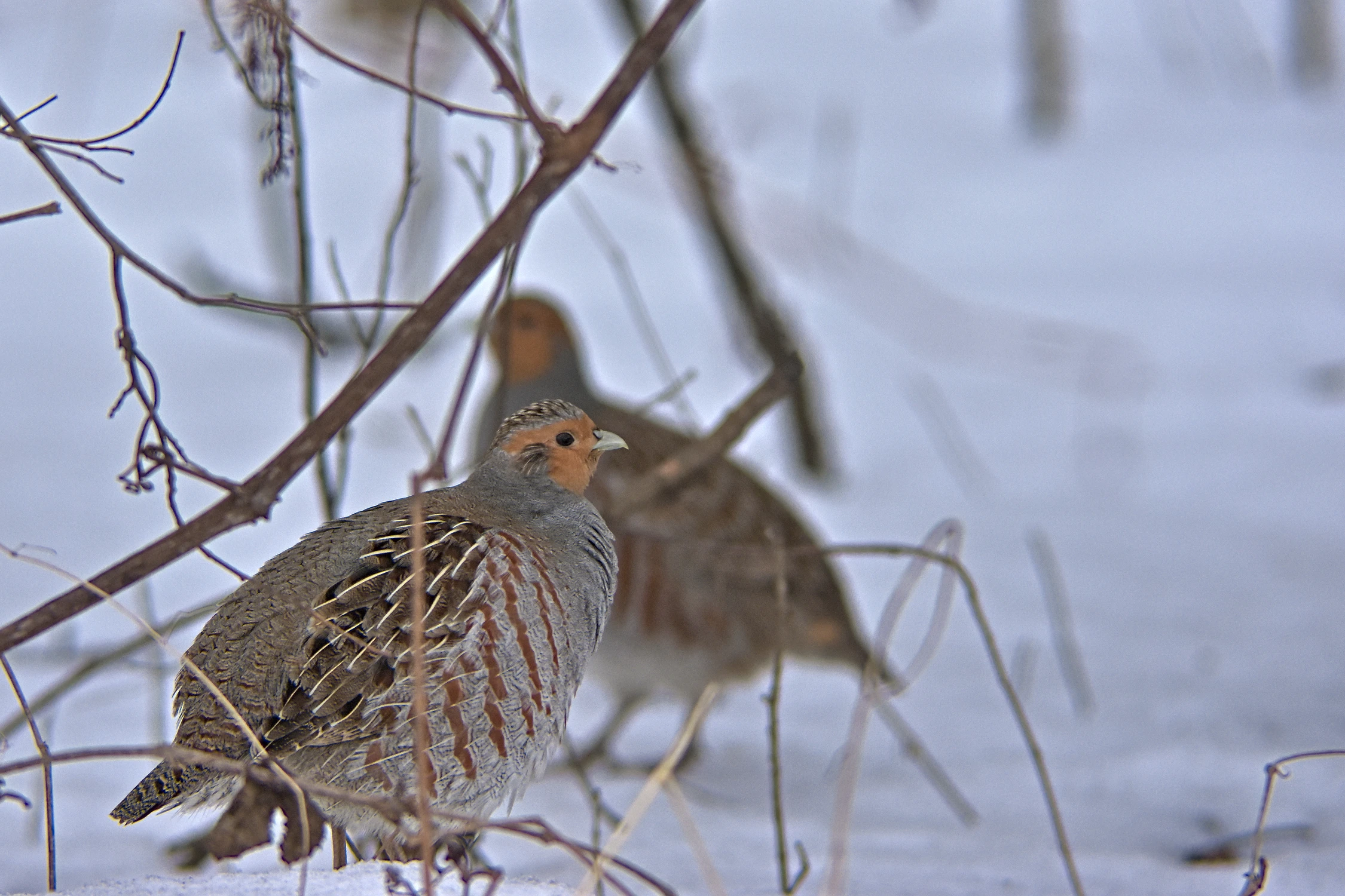 Kuropatwy środowiskowo