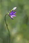 Kwiatek