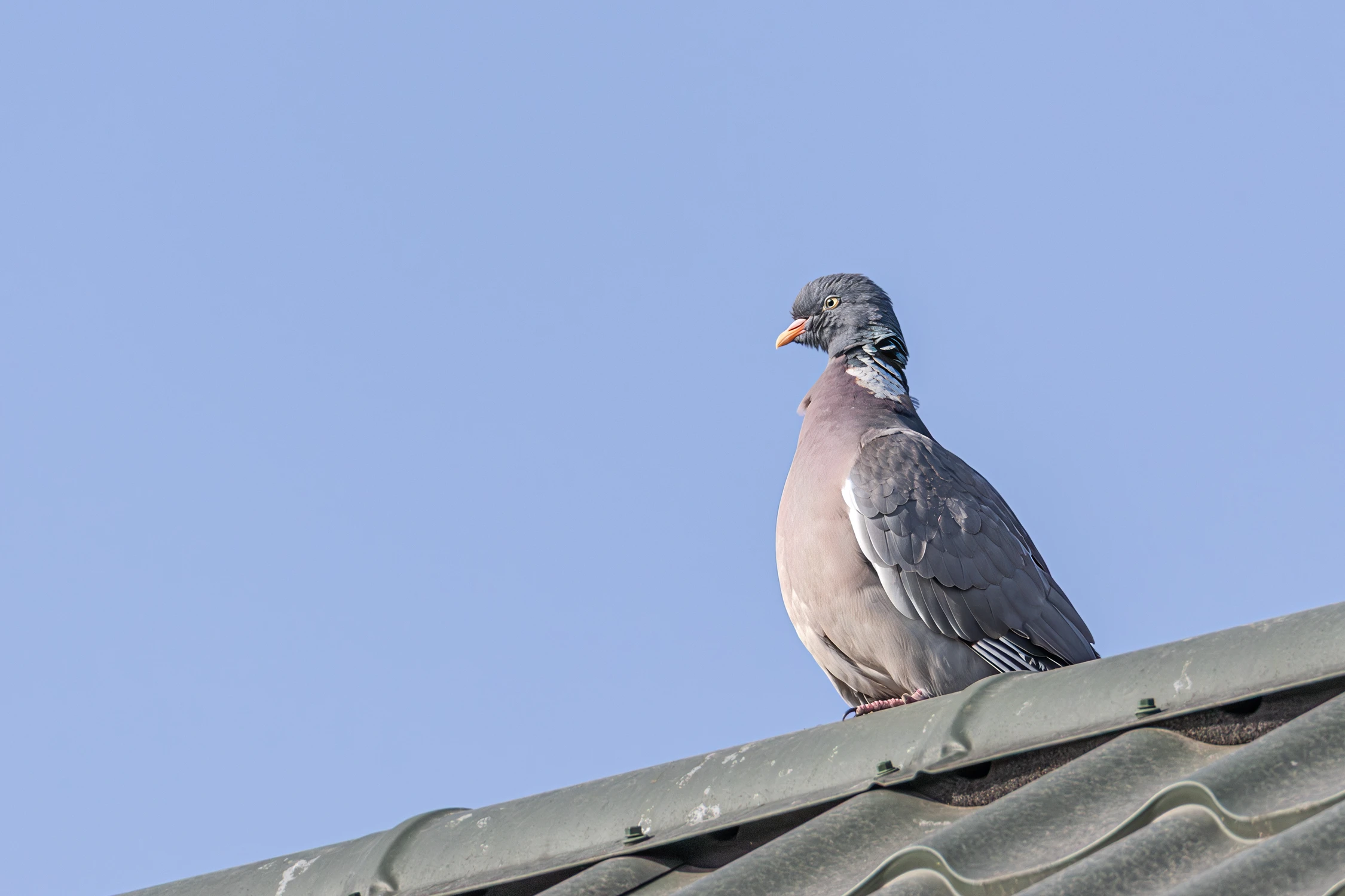 Gołąb na dachu