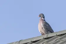 Gołąb na dachu