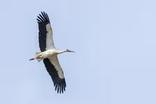Klekot