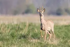 Koziołek