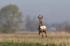 Hopsa