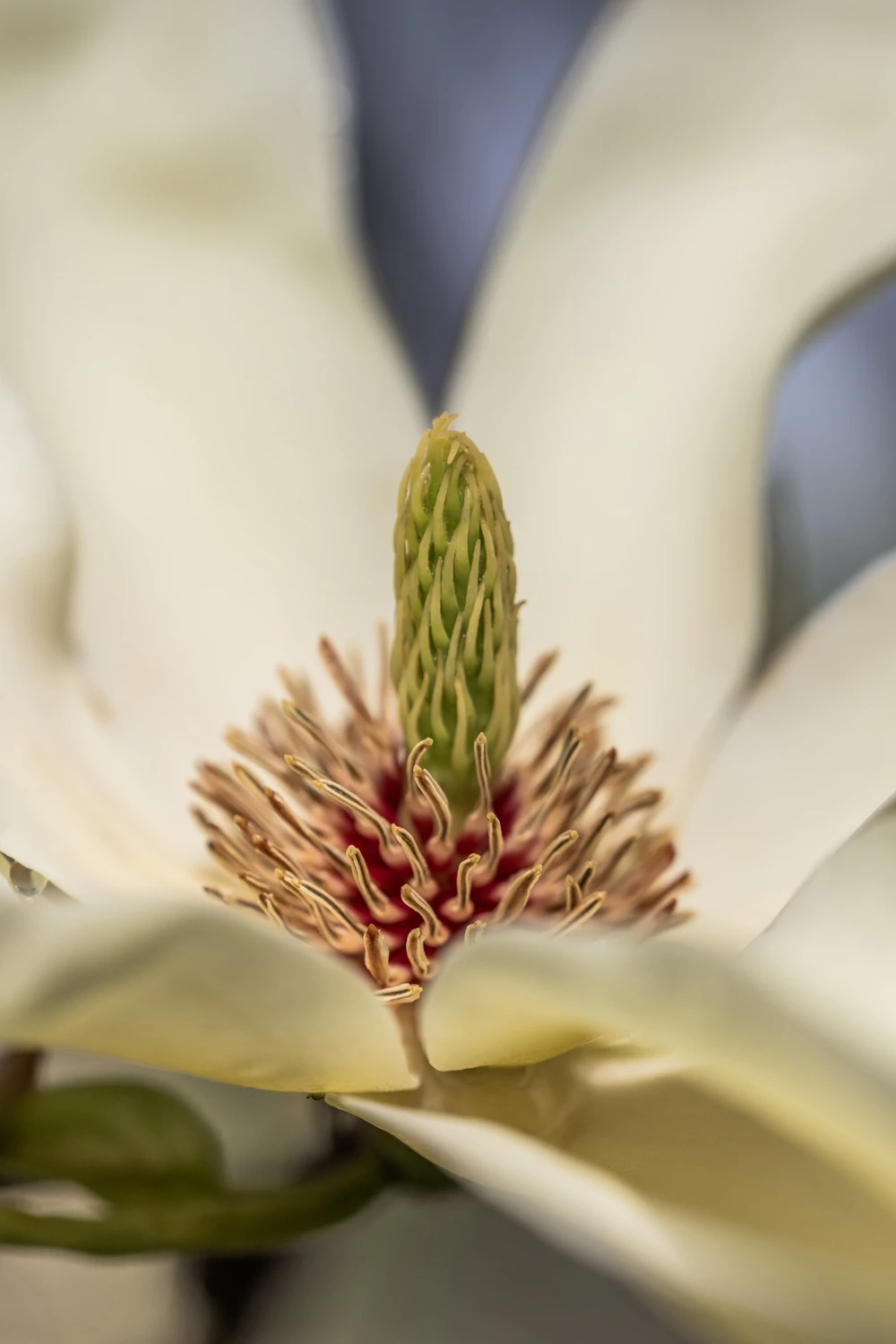 Kwiat Magnolii